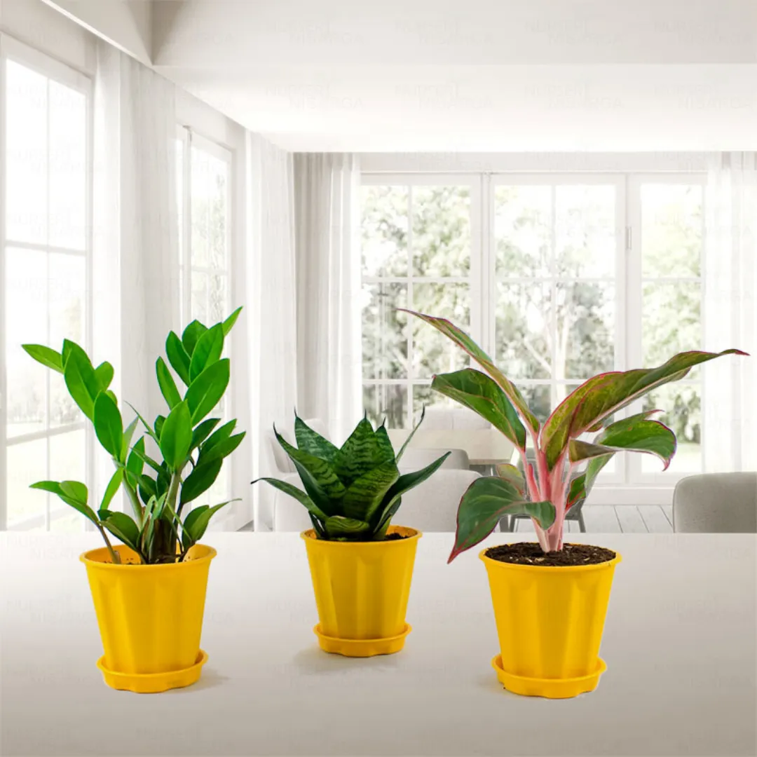 New Pots and HDPE bags Collection