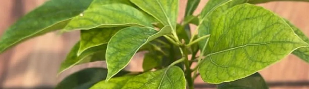 Gifts for Plant Lovers