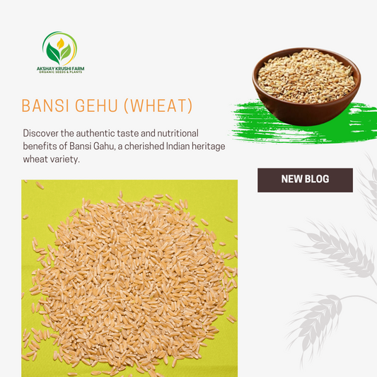 Bansi Gehu: Nature's Premium Organic Wheat for Your Healthy Living