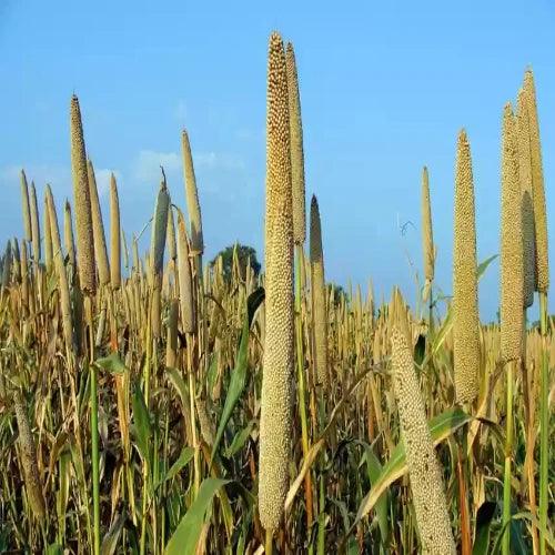 600g  Turkish Millet Seeds - Premium Quality, Organic, Non-GMO Seeds for High Yield and Nutritious Crops