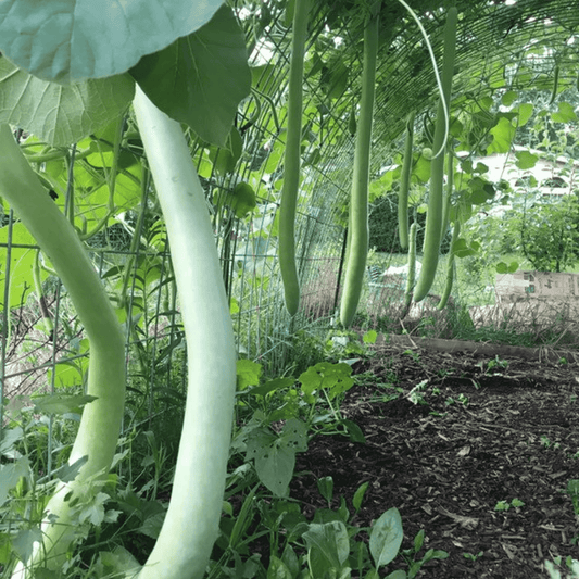 Extra Long Bottle Gourd Seeds | Organic Lagenaria siceraria | Giant Vegetable for Home Gardens