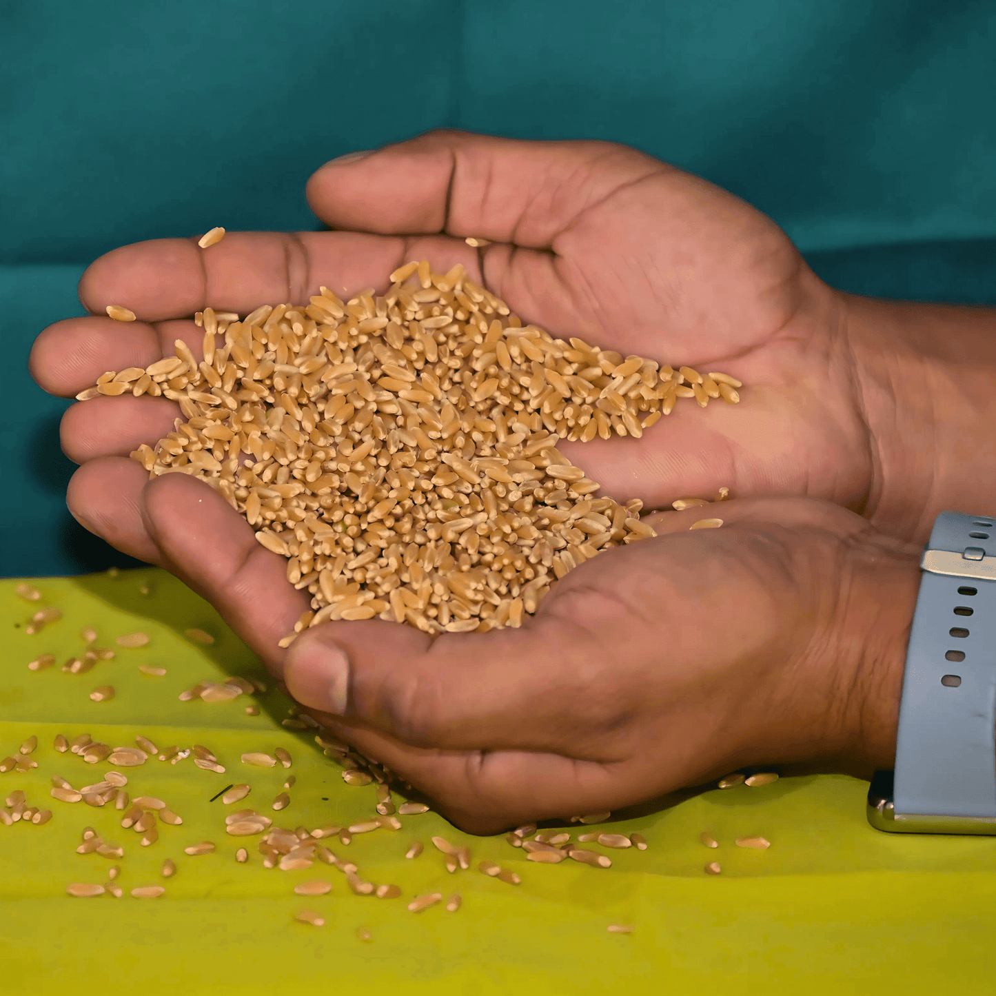 Organic Bansi Gahu Wheat Seeds 1 kg | Premium Indian Heritage Wheat Variety | Non-GMO Ancient Grain for Cultivation