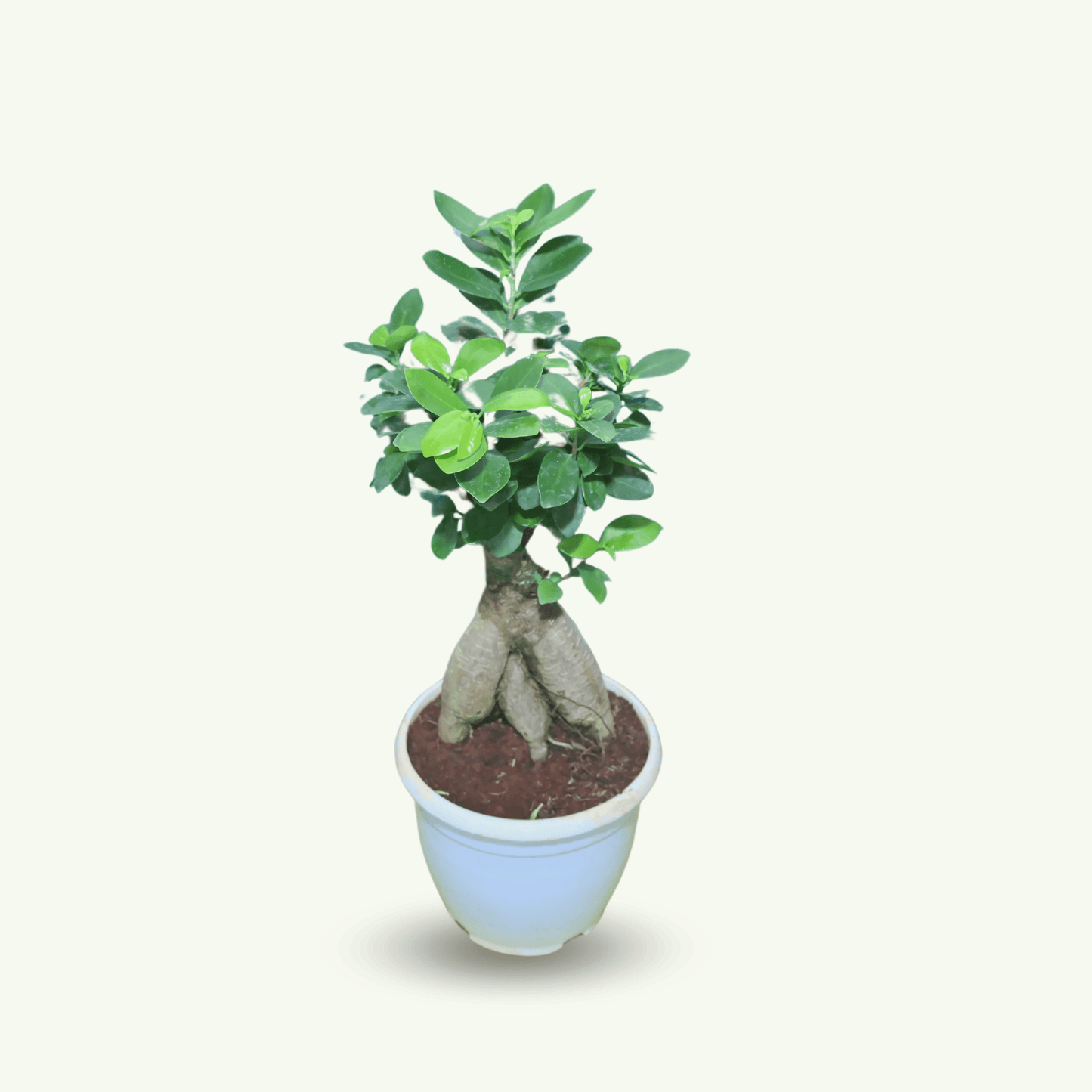 Live Ficus Bonsai Tree | Indoor Ornamental Miniature Plant | Beginner-Friendly Zen Decor