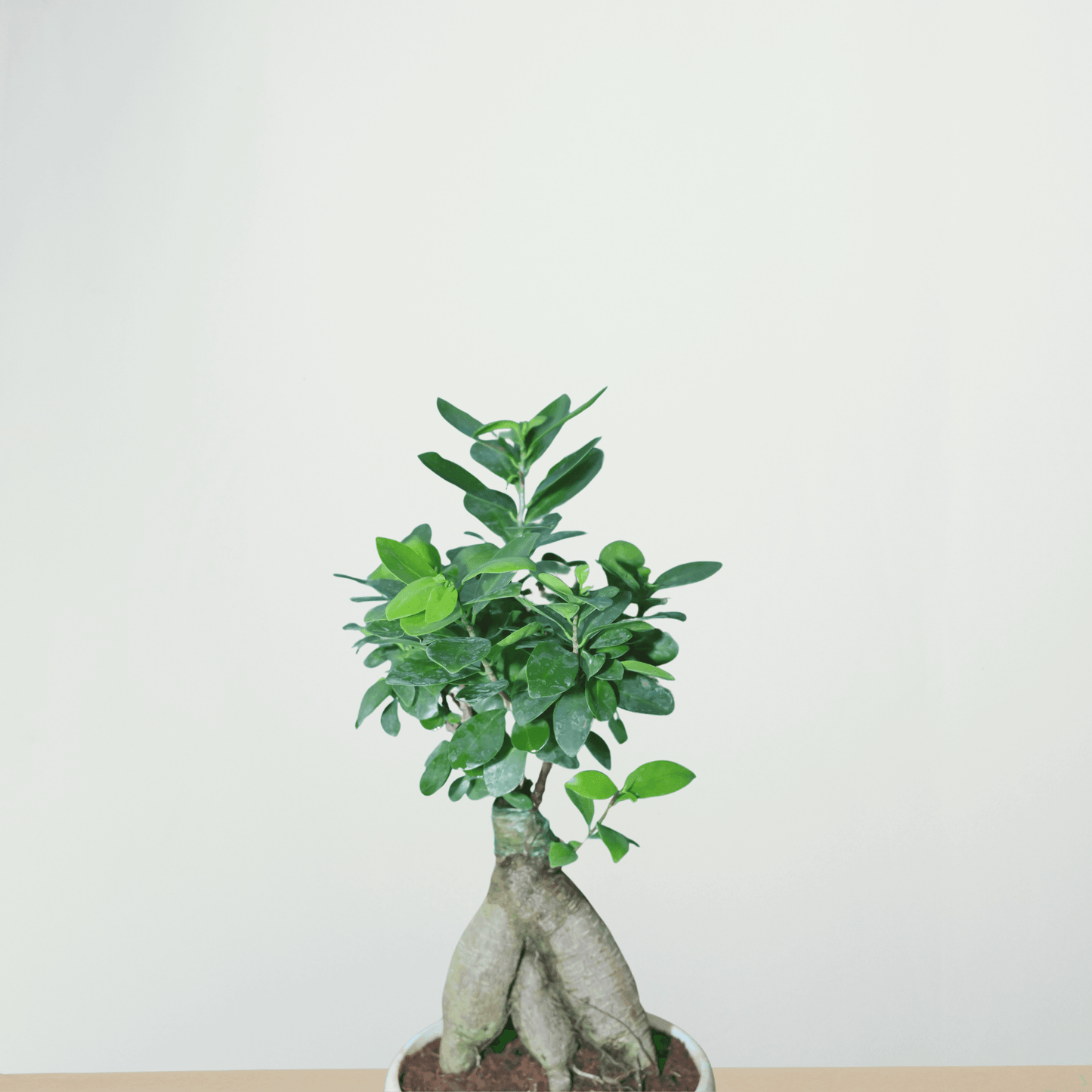 Live Ficus Bonsai Tree | Indoor Ornamental Miniature Plant | Beginner-Friendly Zen Decor