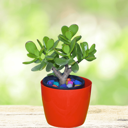 Kuber Plant | Money Plant | Home Decorative | Office Indoor Plant