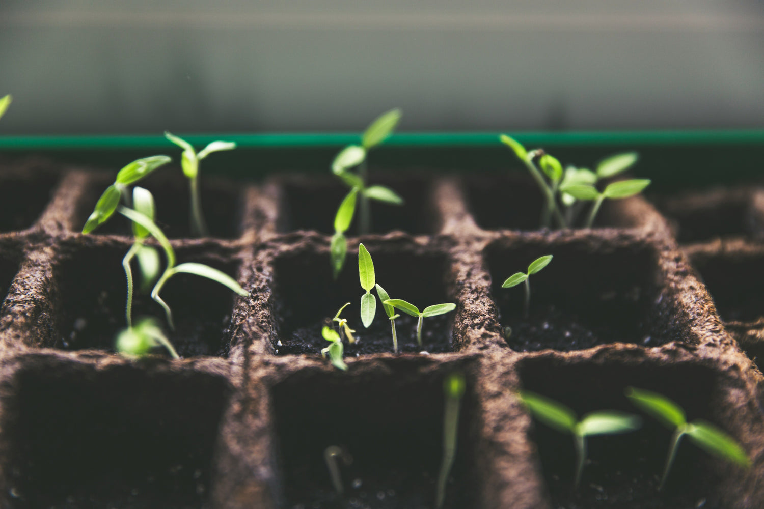 organic seeds and plants