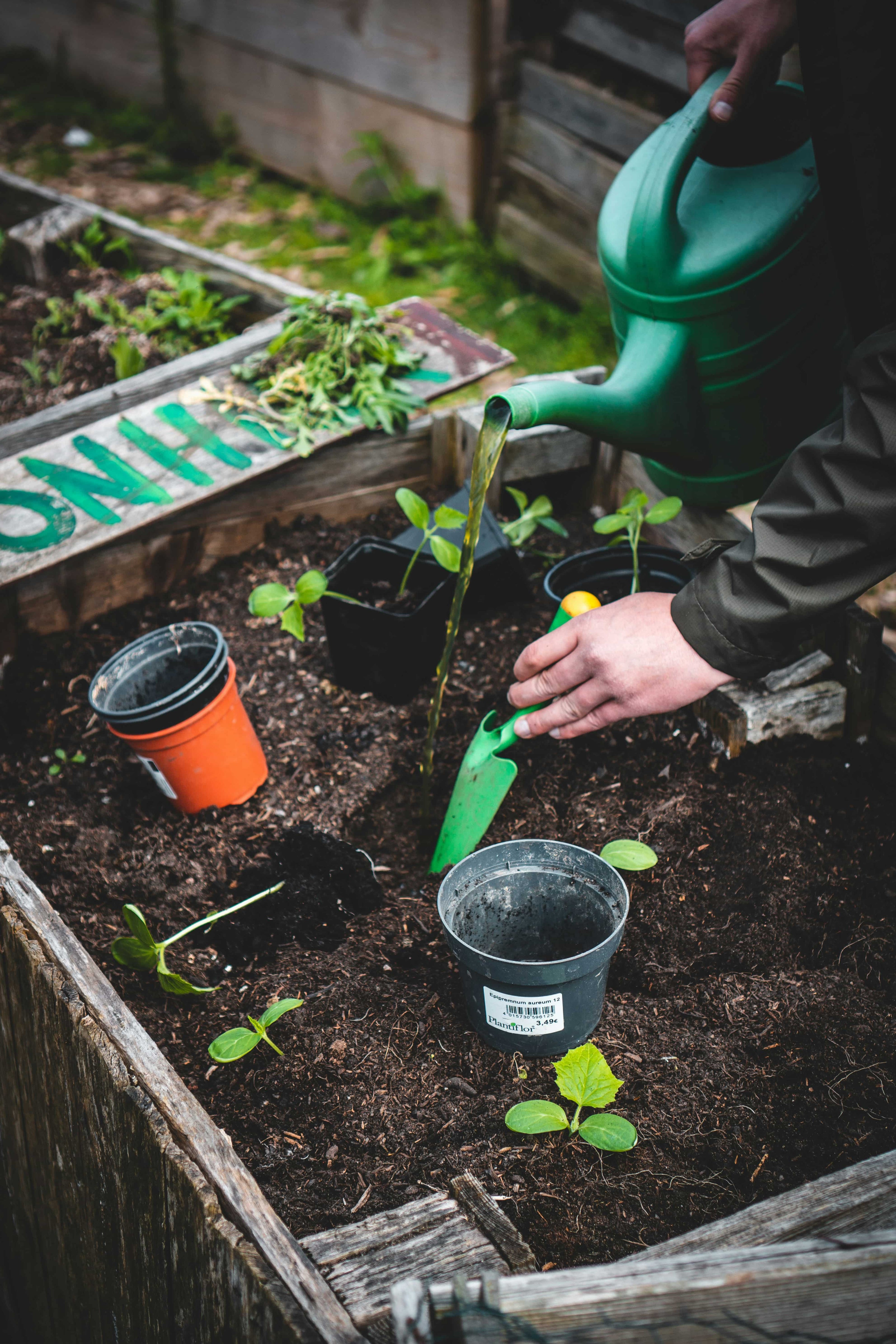 organic seeds and plants