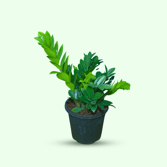 Zamioculcas Zamiifolia 'ZZ Plant' | Low Maintenance Indoor Houseplant | Air Purifying Tropical Foliage