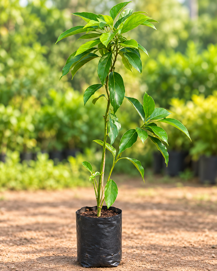 Kapoor Plant