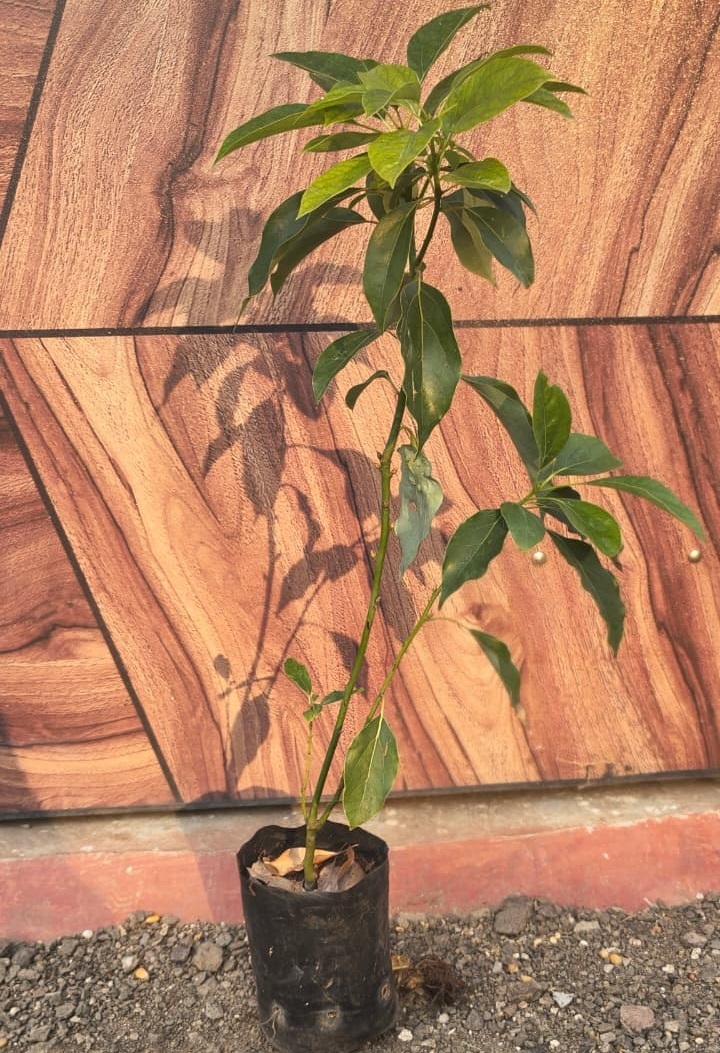 test4