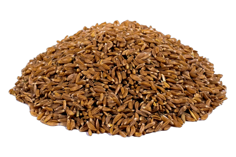 Khapli Wheat