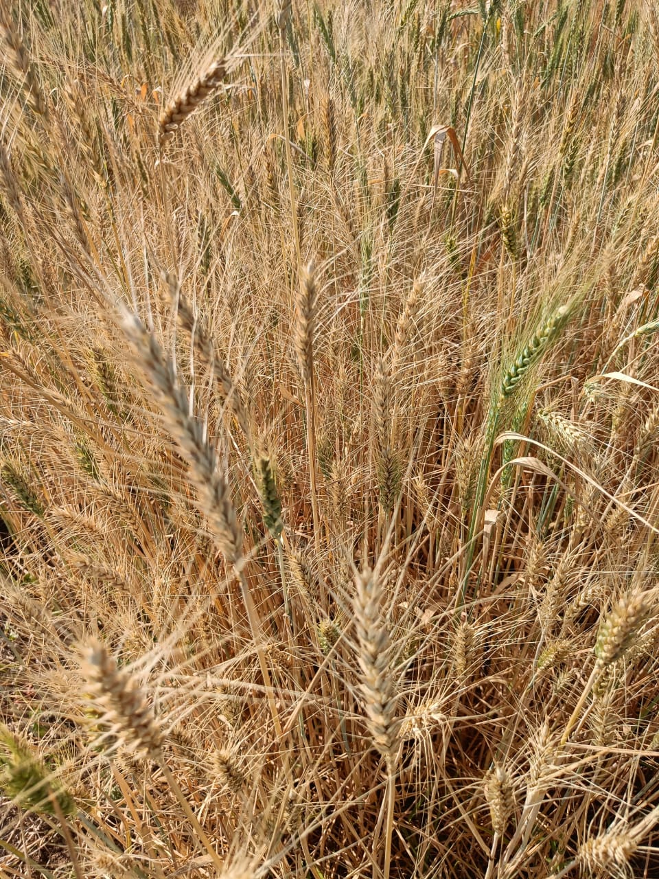 Sona Moti Wheat