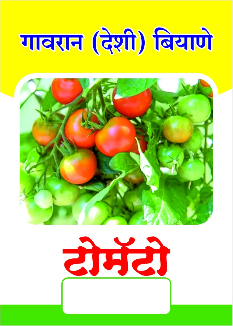 Gavran Tomato (देशी टोमॅटो)