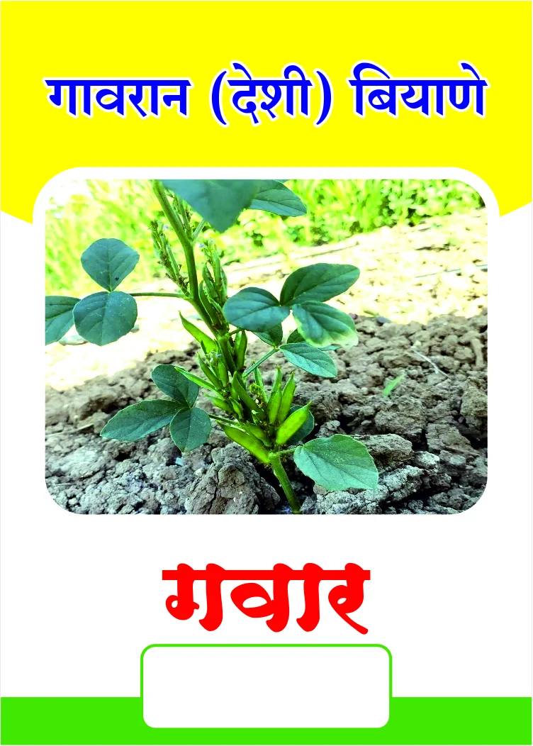 गावरान गवार बियाणे